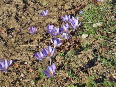 Прикрепленное изображение: DSCF5853.jpg